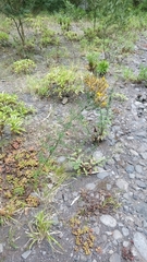 Hypericum perforatum subsp. veronense image