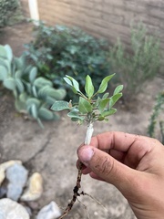 Fouquieria splendens