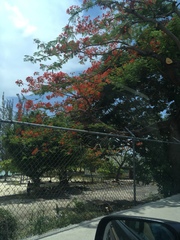 Delonix regia