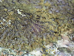 Xanthoparmelia loxodes