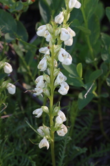 Pedicularis contorta