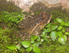 Incilius porteri