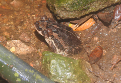 Incilius porteri