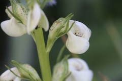 Pedicularis contorta