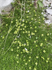 Cherleria sedoides