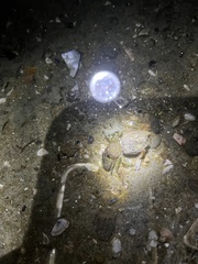 Petrolisthes cabrilloi