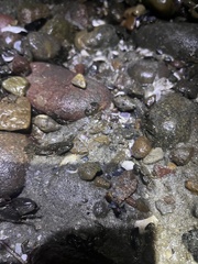 Petrolisthes cabrilloi