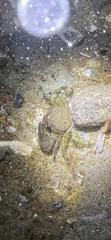 Petrolisthes cabrilloi
