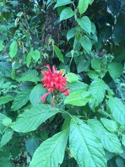 Pachystachys spicata