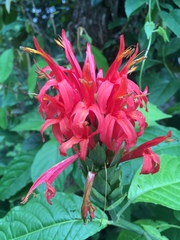 Pachystachys spicata