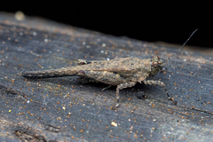 Falconius bedoti