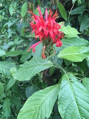 Pachystachys spicata