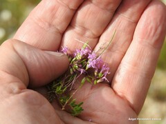 Thymus leptophyllus