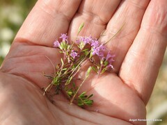 Thymus leptophyllus