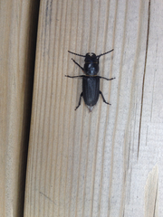 Spondylis buprestoides