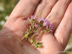Thymus leptophyllus