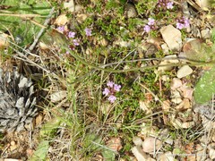 Thymus leptophyllus