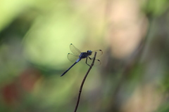 Cannaphila