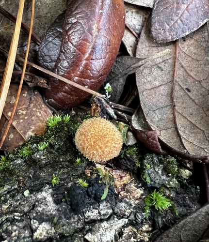 Geastrum