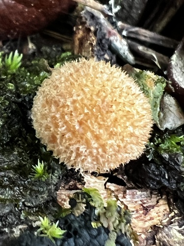 Geastrum (Photo 2 of 3)