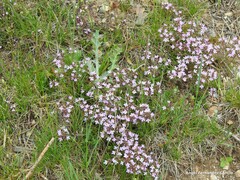 Thymus leptophyllus