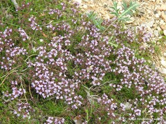 Thymus leptophyllus