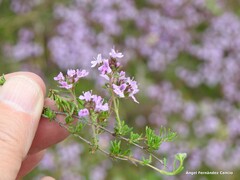 Thymus leptophyllus