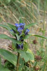 Gentiana cruciata cruciata