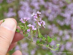 Thymus leptophyllus