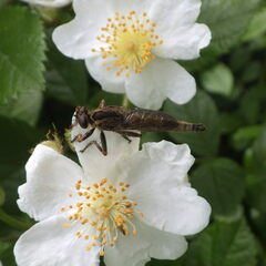 Machimus snowii