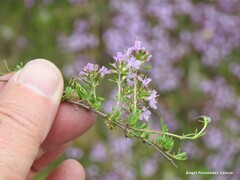 Thymus leptophyllus