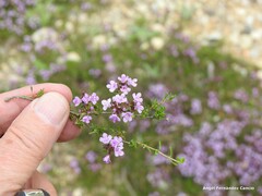 Thymus leptophyllus