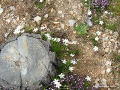 Thymus leptophyllus
