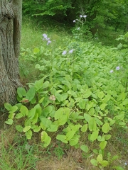 Cicerbita macrophylla