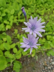 Cicerbita macrophylla