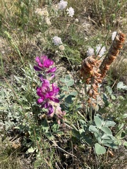 Hedysarum argyrophyllum