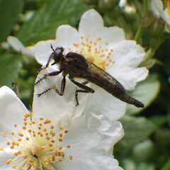 Machimus snowii