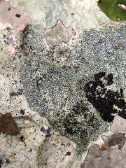 Bagliettoa parmigera