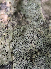 Bagliettoa parmigera