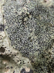 Bagliettoa parmigera