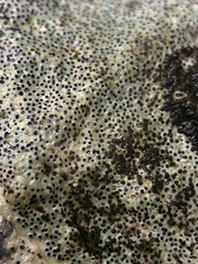 Bagliettoa parmigera