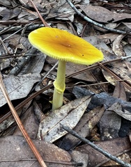 Amanita flavoconia image