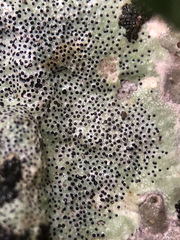 Bagliettoa parmigera