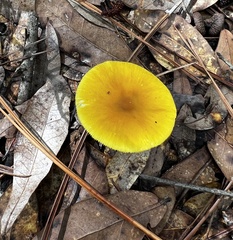 Amanita flavoconia image