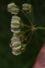 Laserpitium peucedanoides