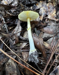 Amanita flavoconia image