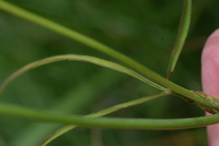 Laserpitium peucedanoides
