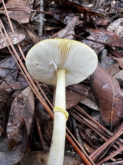 Amanita flavoconia image