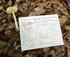 Amanita flavoconia image