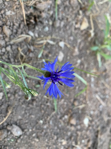 nevädza poľná (Centaurea cyanus)